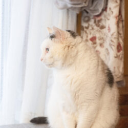 Juuli - Image 2